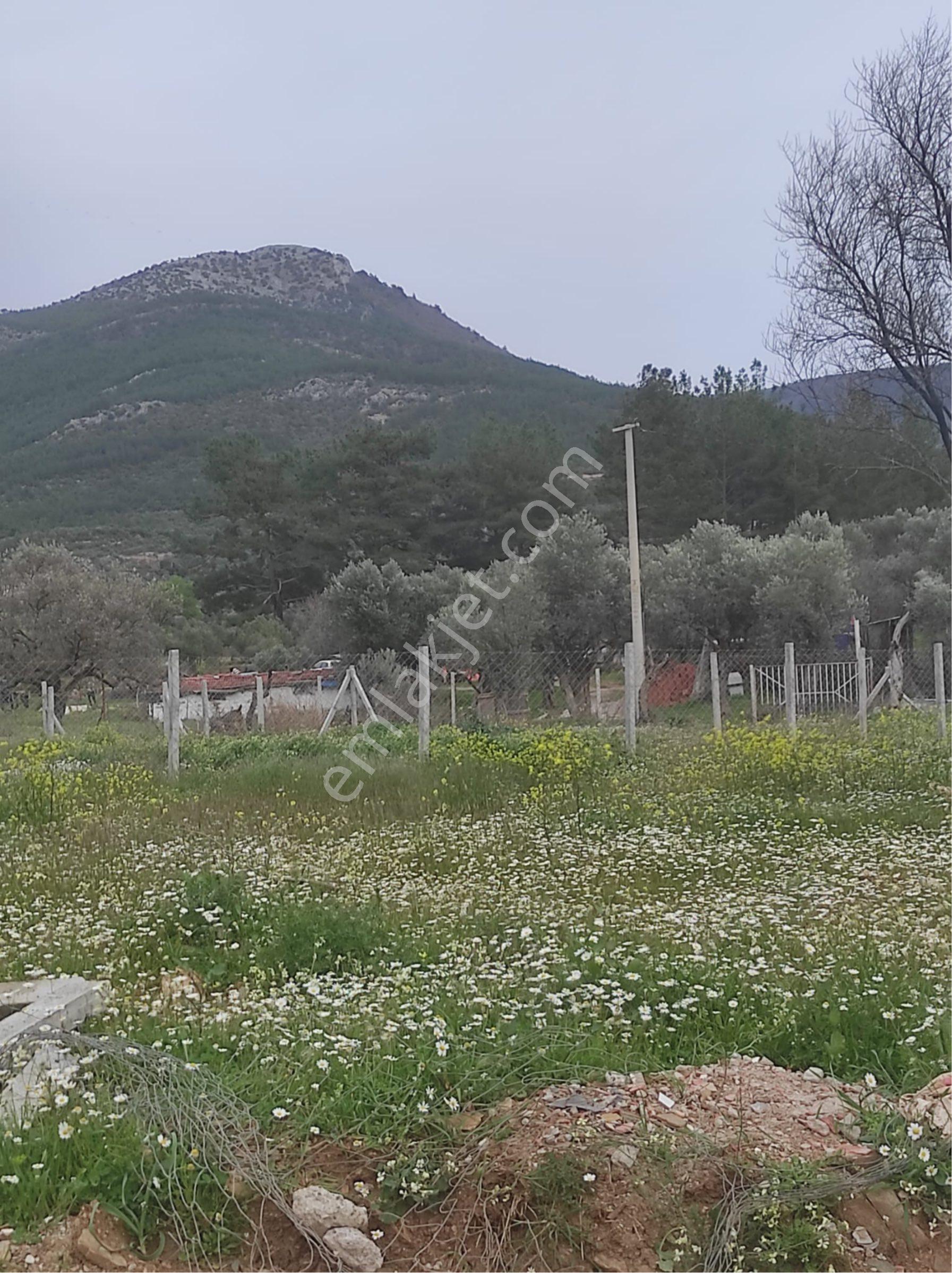 Kemalpaşa Cumalıda 550 M2 Bağ - Görsel 32