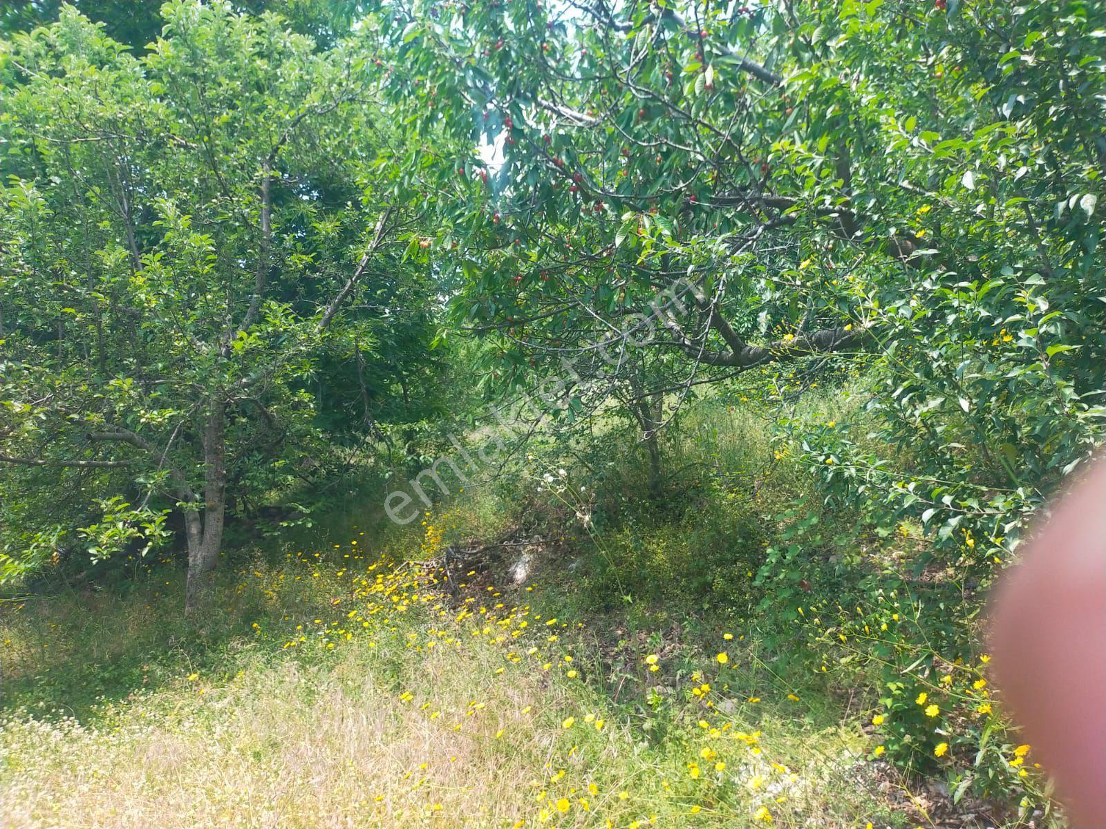 Sarıyurt Yaylasında 9.493 M² Bahçe - Görsel 13
