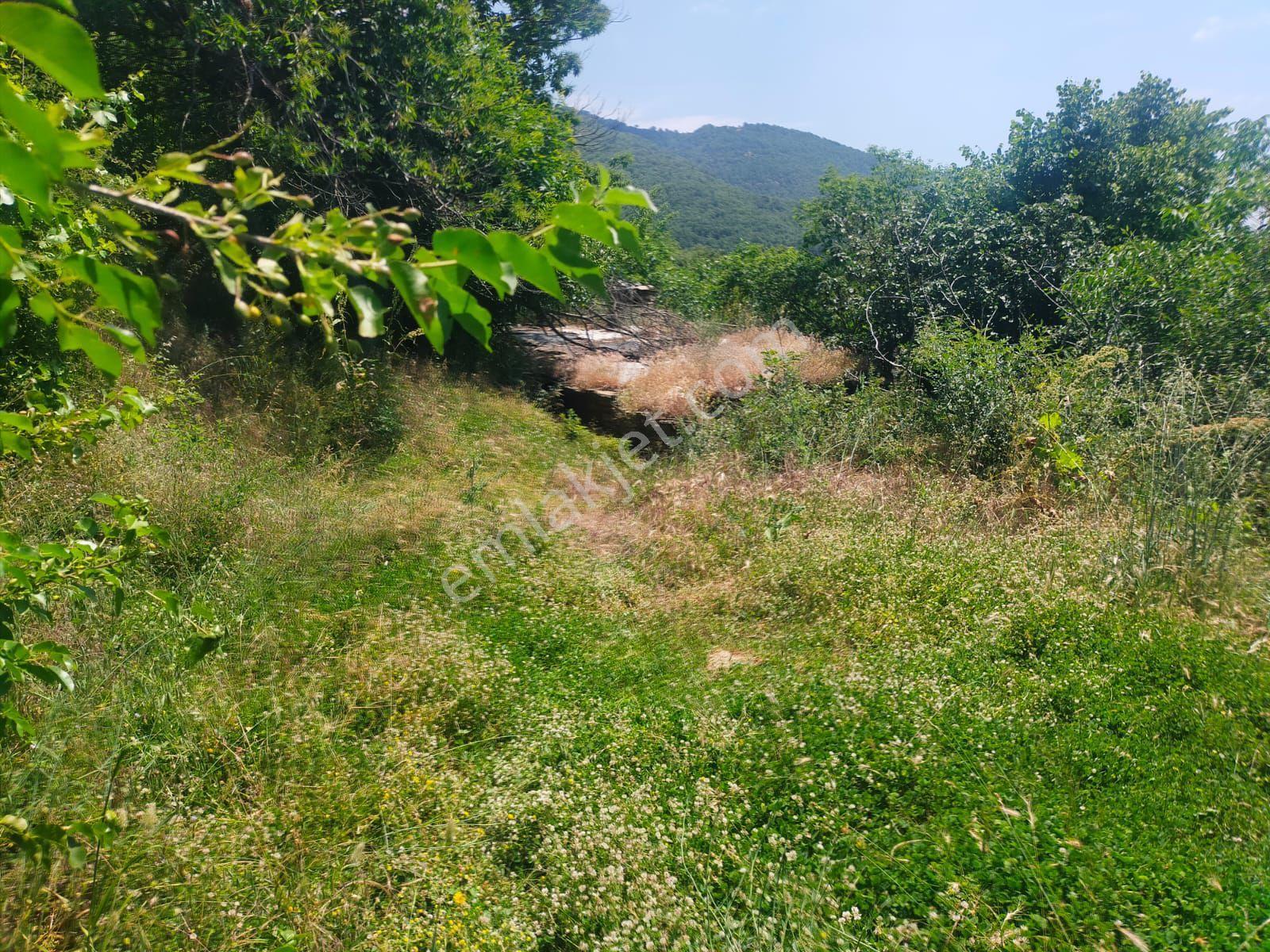 Sarıyurt Yaylasında 9.493 M² Bahçe - Görsel 8