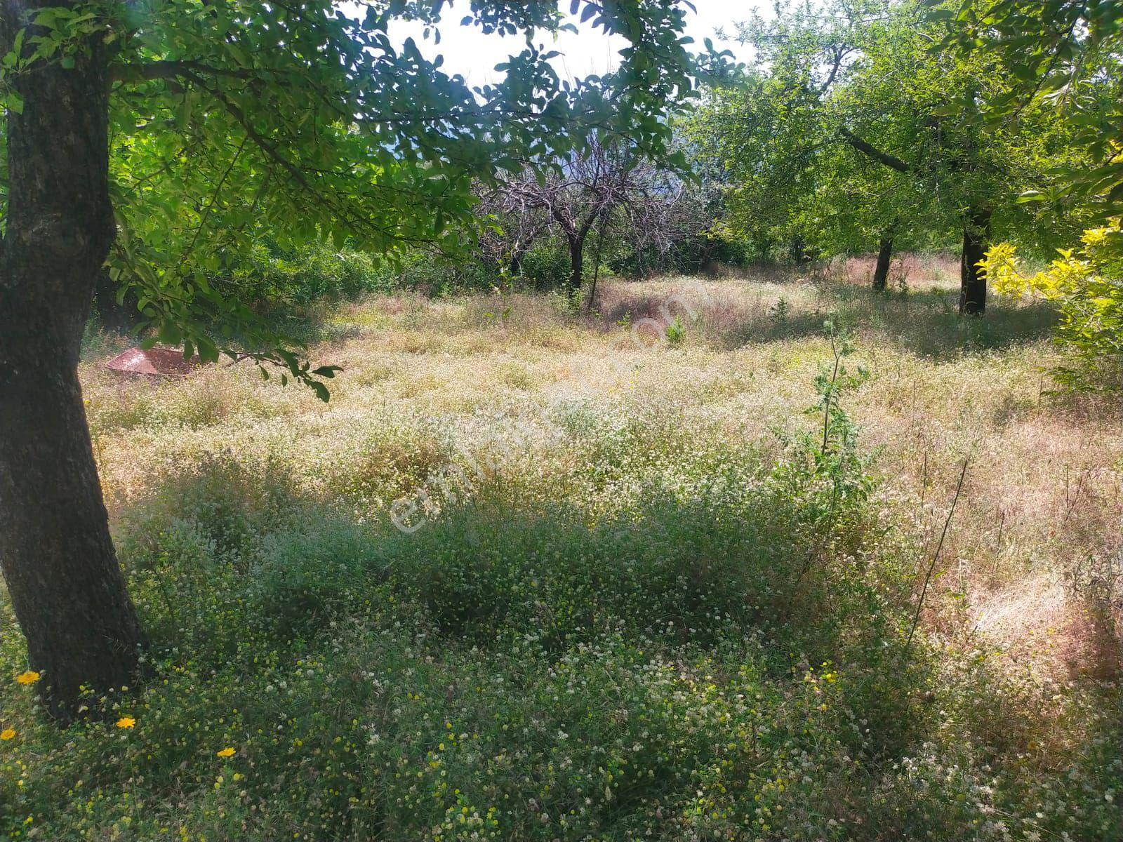 Sarıyurt Yaylasında 9.493 M² Bahçe - Görsel 12