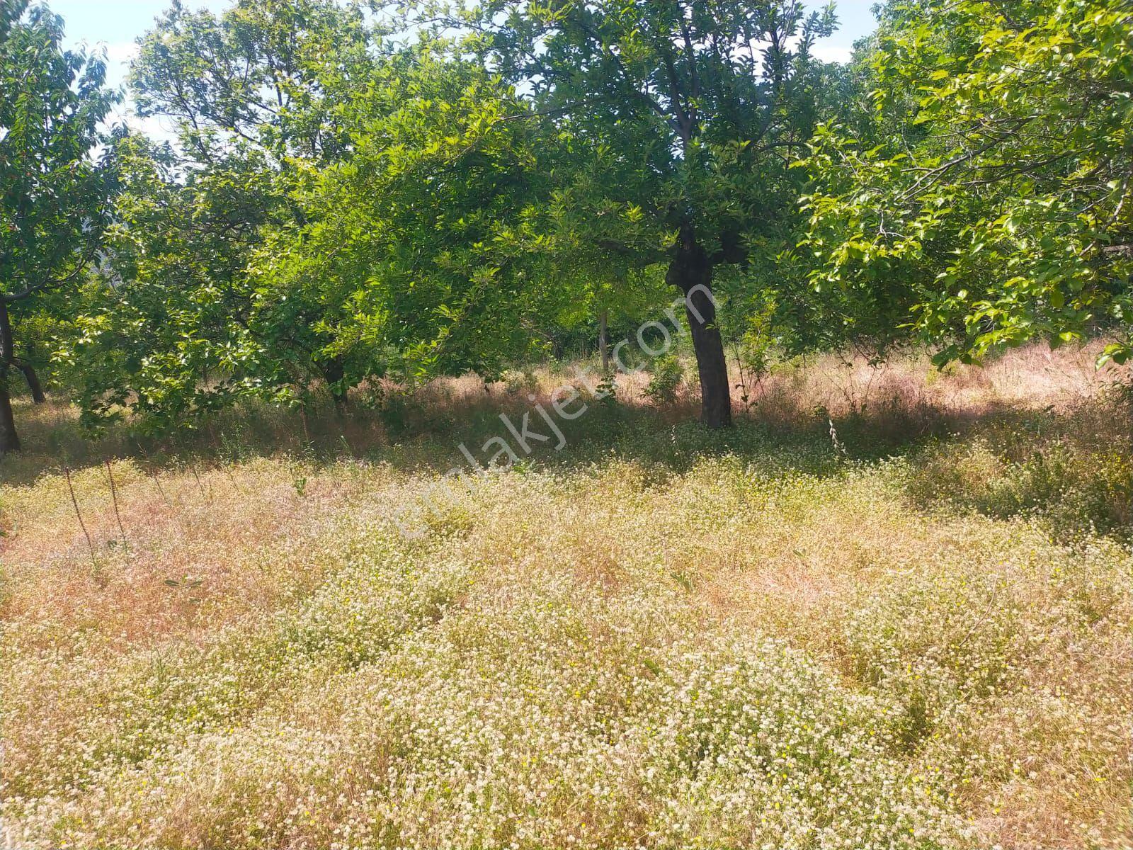 Sarıyurt Yaylasında 9.493 M² Bahçe - Görsel 11