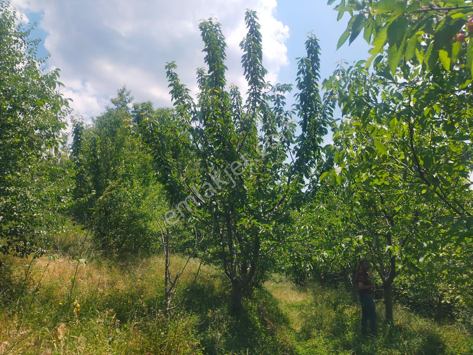 Sarıyurt Yaylasında 9.493 M² Bahçe - Görsel 6
