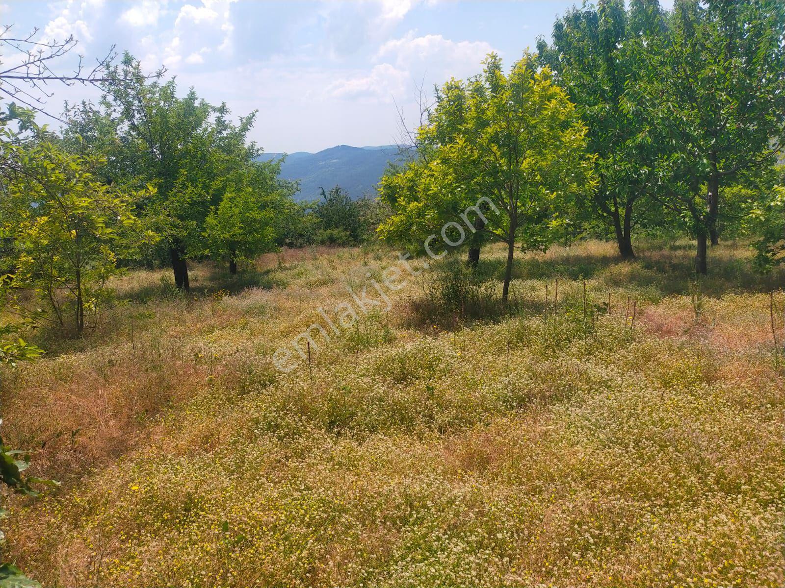 Sarıyurt Yaylasında 9.493 M² Bahçe - Görsel 10