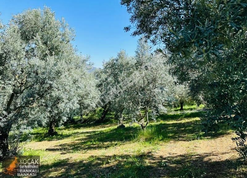 Çiçekli Mah. İmar Sınırında 1394 M2 Satılık Zeytin Bahçesi - Görsel 7