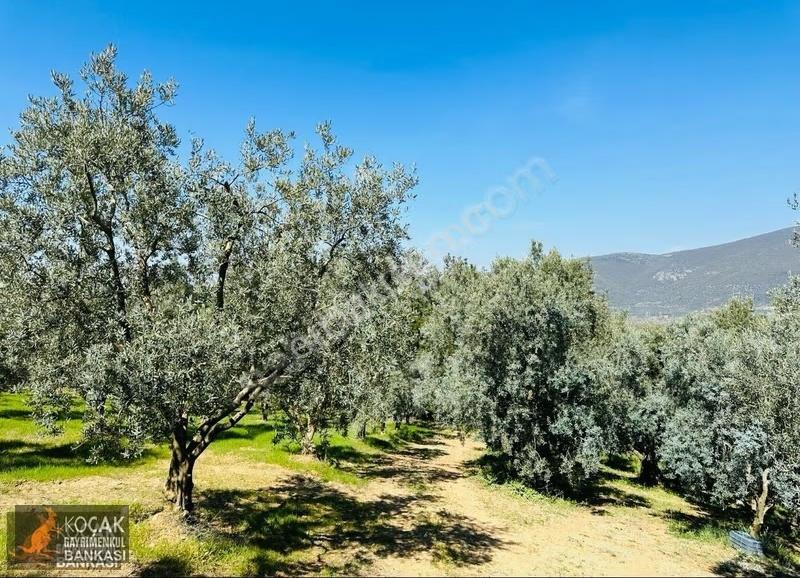 Çiçekli Mah. İmar Sınırında 1394 M2 Satılık Zeytin Bahçesi - Görsel 27