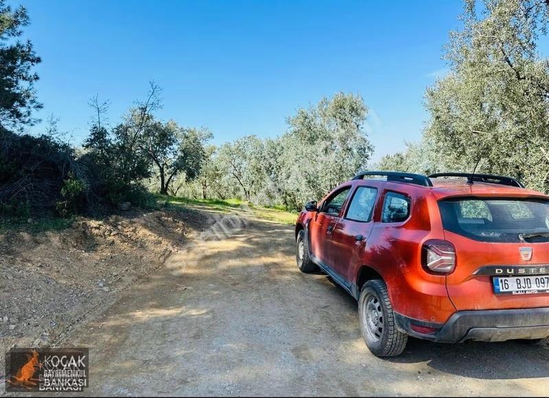 Çiçekli Mah. İmar Sınırında 1394 M2 Satılık Zeytin Bahçesi - Görsel 29