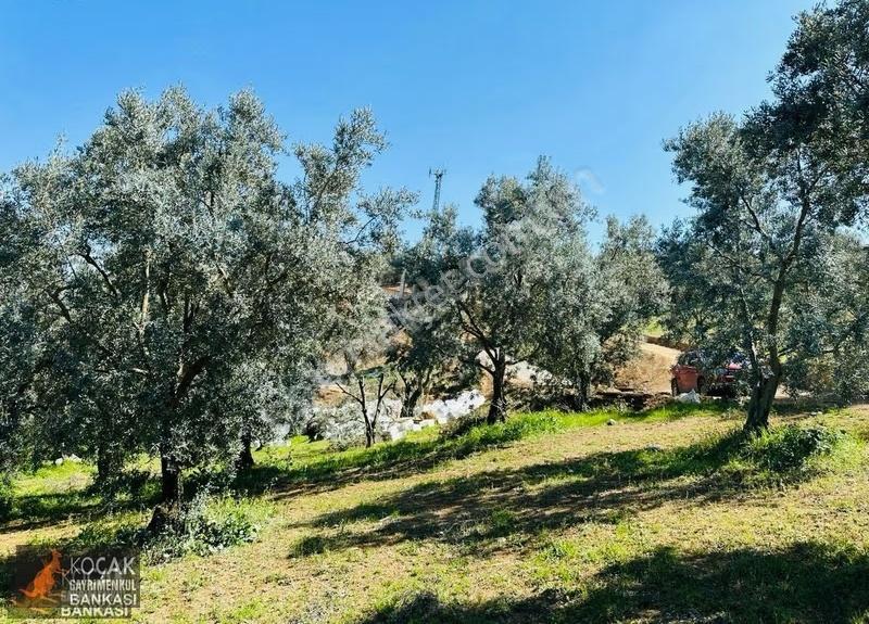 Çiçekli Mah. İmar Sınırında 1394 M2 Satılık Zeytin Bahçesi - Görsel 24