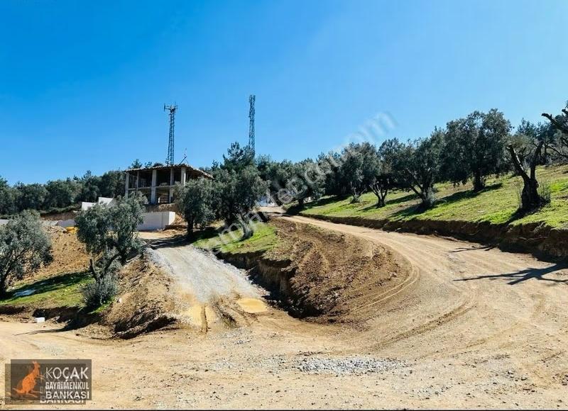 Çiçekli Mah. İmar Sınırında 1394 M2 Satılık Zeytin Bahçesi - Görsel 23