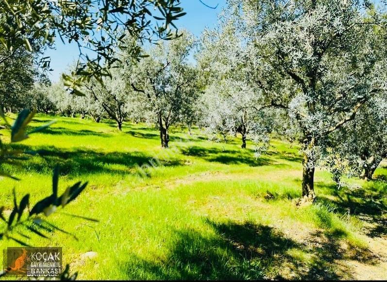 Çiçekli Mah. İmar Sınırında 1394 M2 Satılık Zeytin Bahçesi