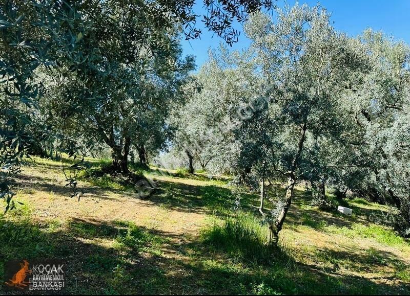 Çiçekli Mah. İmar Sınırında 1394 M2 Satılık Zeytin Bahçesi - Görsel 6