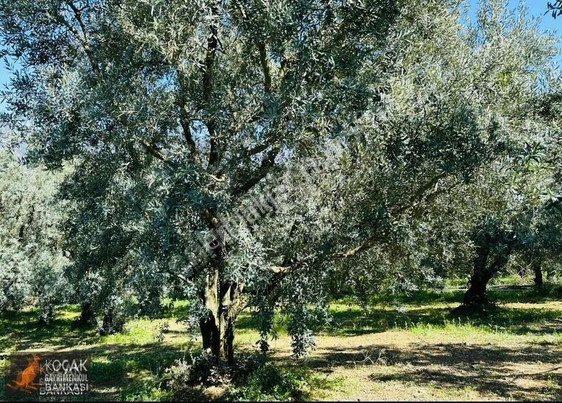 Çiçekli Mah. İmar Sınırında 1394 M2 Satılık Zeytin Bahçesi - Görsel 18