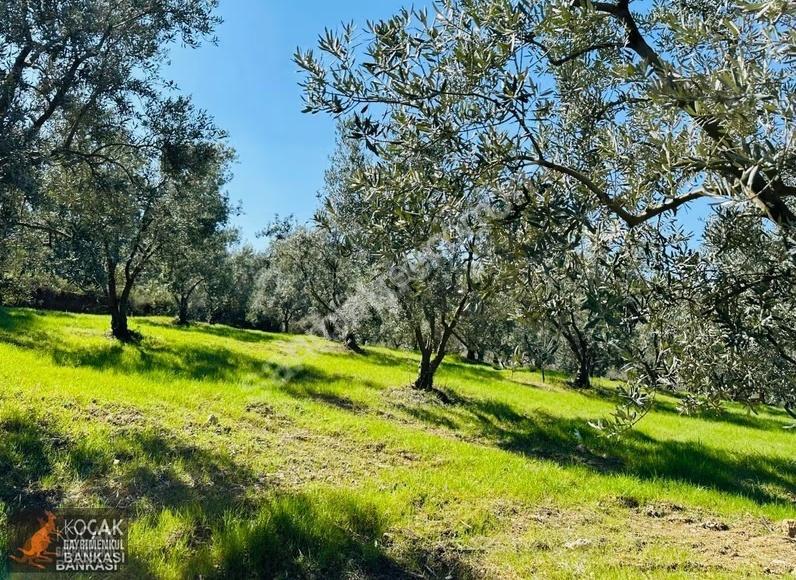 Çiçekli Mah. İmar Sınırında 1394 M2 Satılık Zeytin Bahçesi - Görsel 28