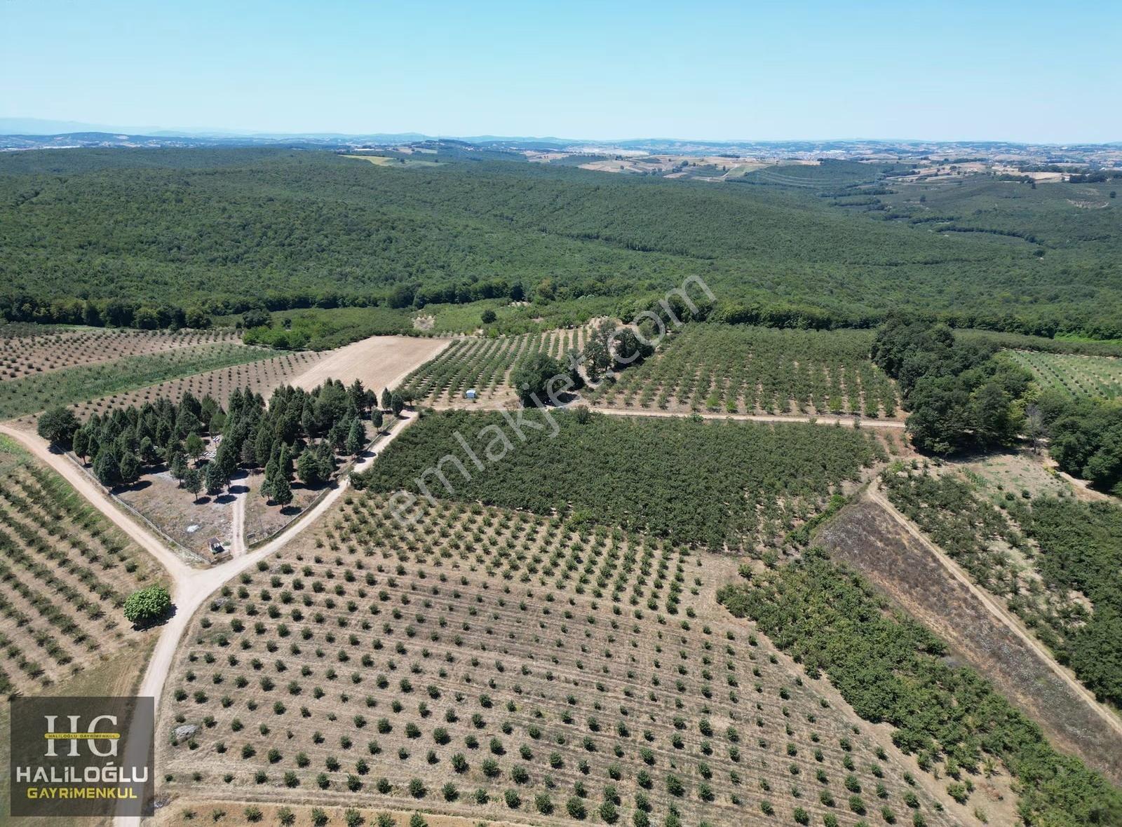 1975m2 Resmi Yola 76m Cepheli Yetişkin Fındık Bahçesi - Görsel 4