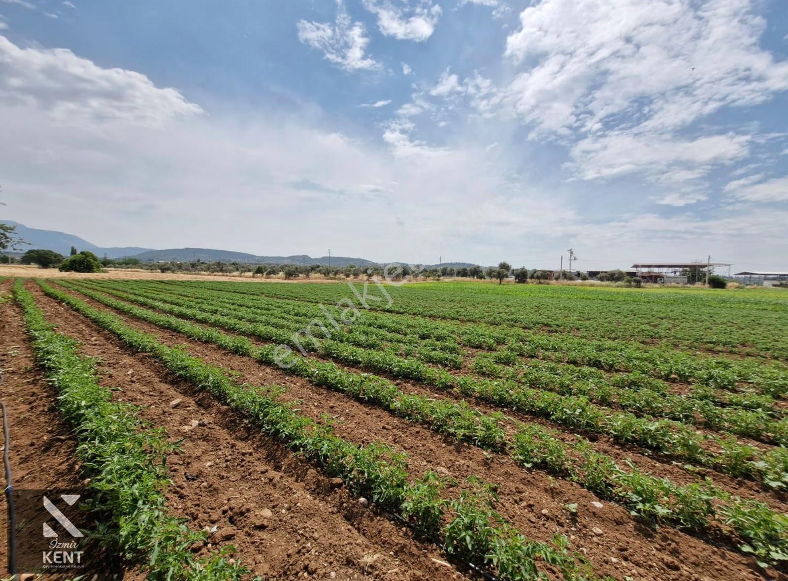 Buca Karacaağaç Satılık 3600 M2 Merkezde Tarla - Görsel 12