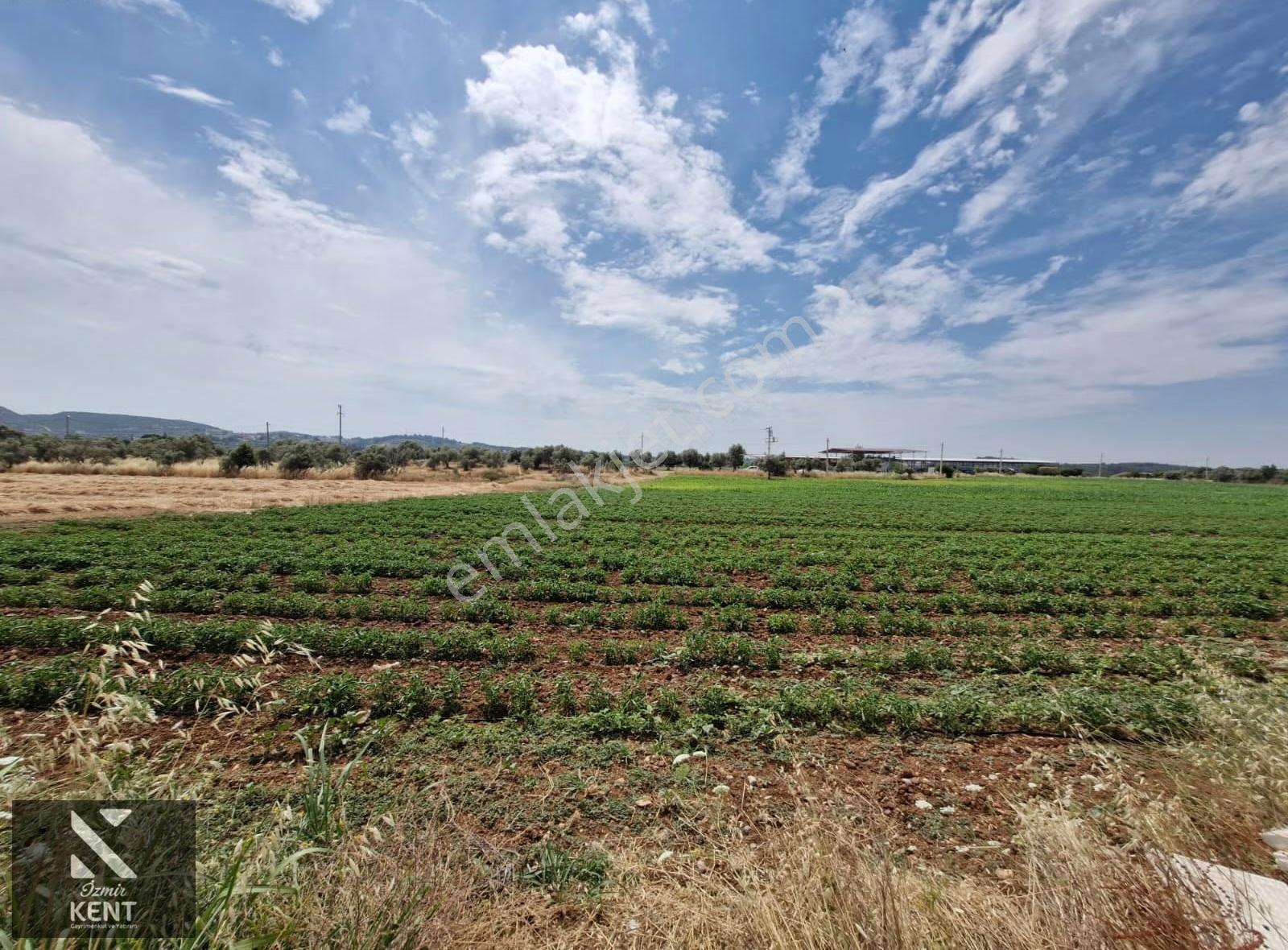 Buca Karacaağaç Satılık 3600 M2 Merkezde Tarla - Görsel 7