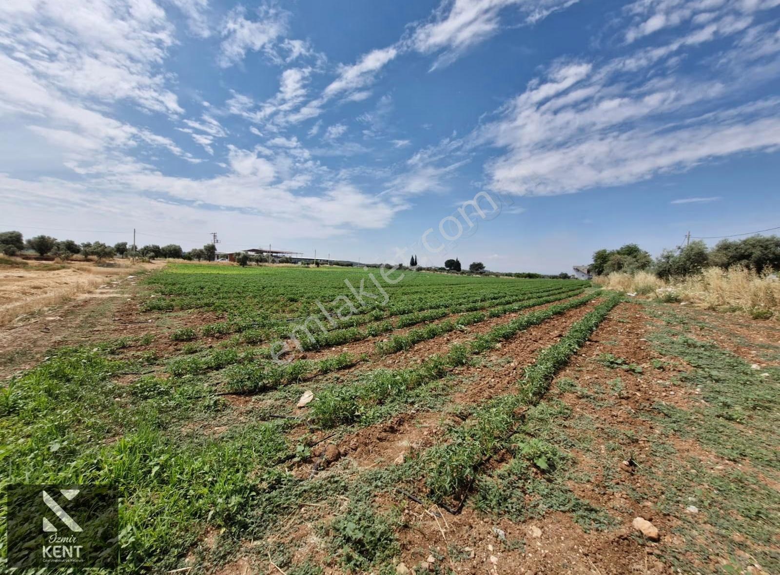 Buca Karacaağaç Satılık 3600 M2 Merkezde Tarla - Görsel 22