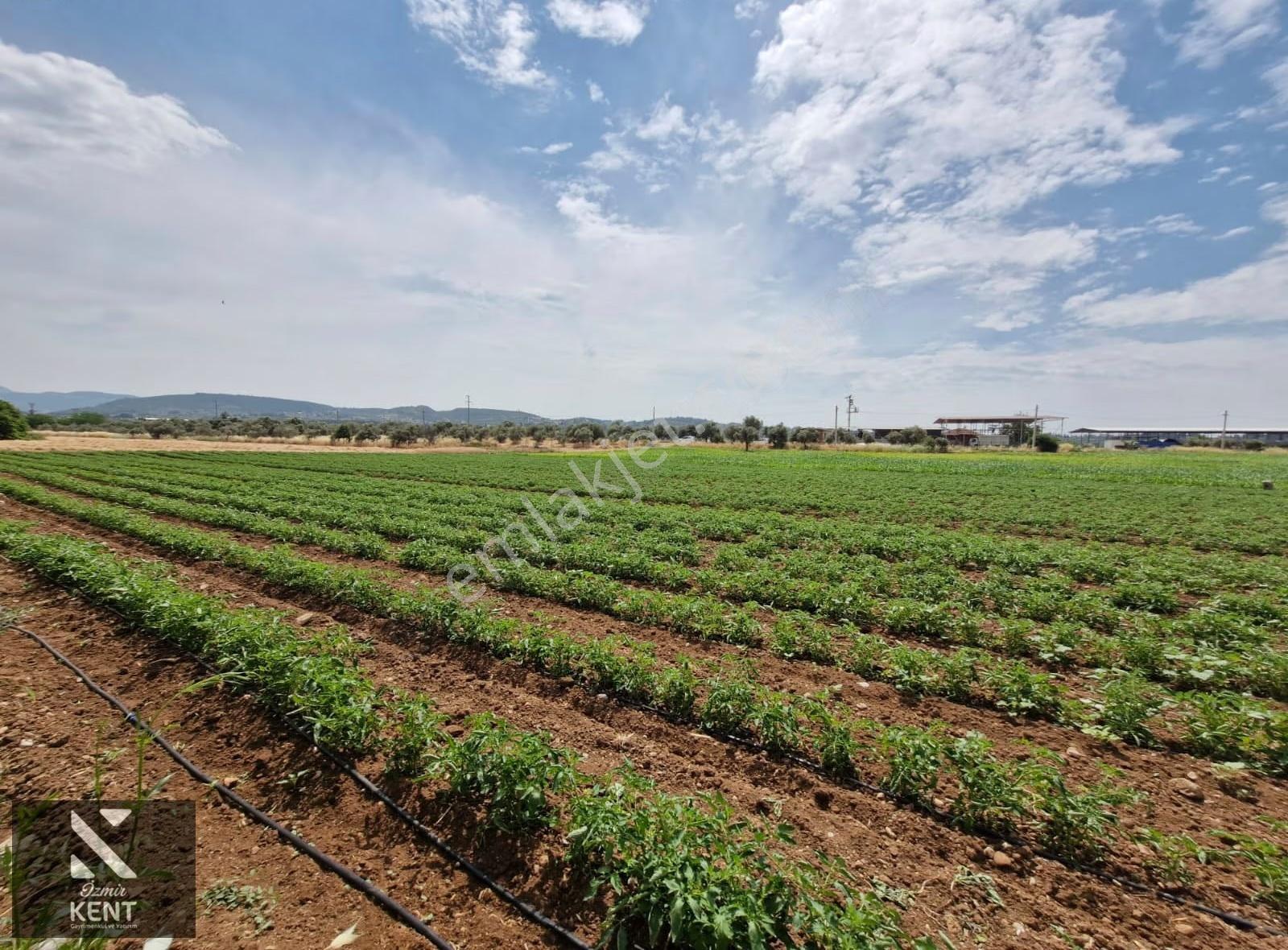 Buca Karacaağaç Satılık 3600 M2 Merkezde Tarla - Görsel 20
