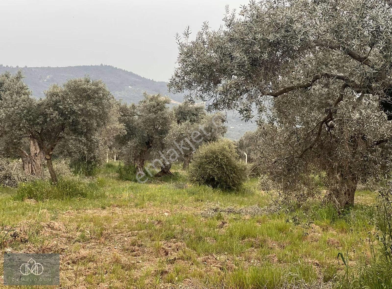 Torbalı Dirmilde Karakızlar Yoluna Yakın Satılık Zeytinlik