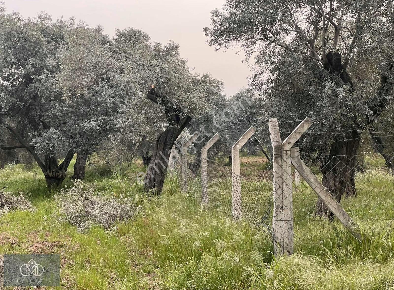 Torbalı Dirmilde Karakızlar Yoluna Yakın Satılık Zeytinlik - Görsel 4