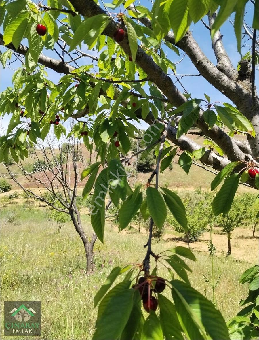 4687 M2 Meyve Kiraz Bahçesi - Görsel 3