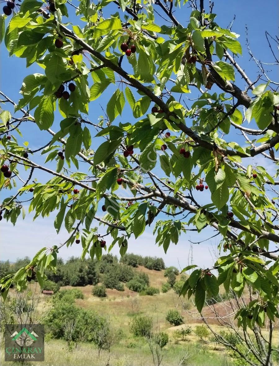 4687 M2 Meyve Kiraz Bahçesi - Görsel 15