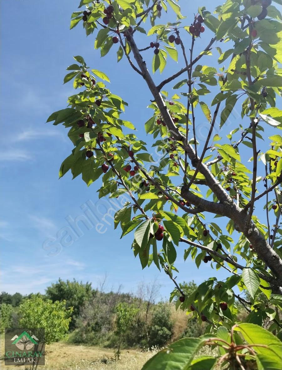 4687 M2 Meyve Kiraz Bahçesi - Görsel 8