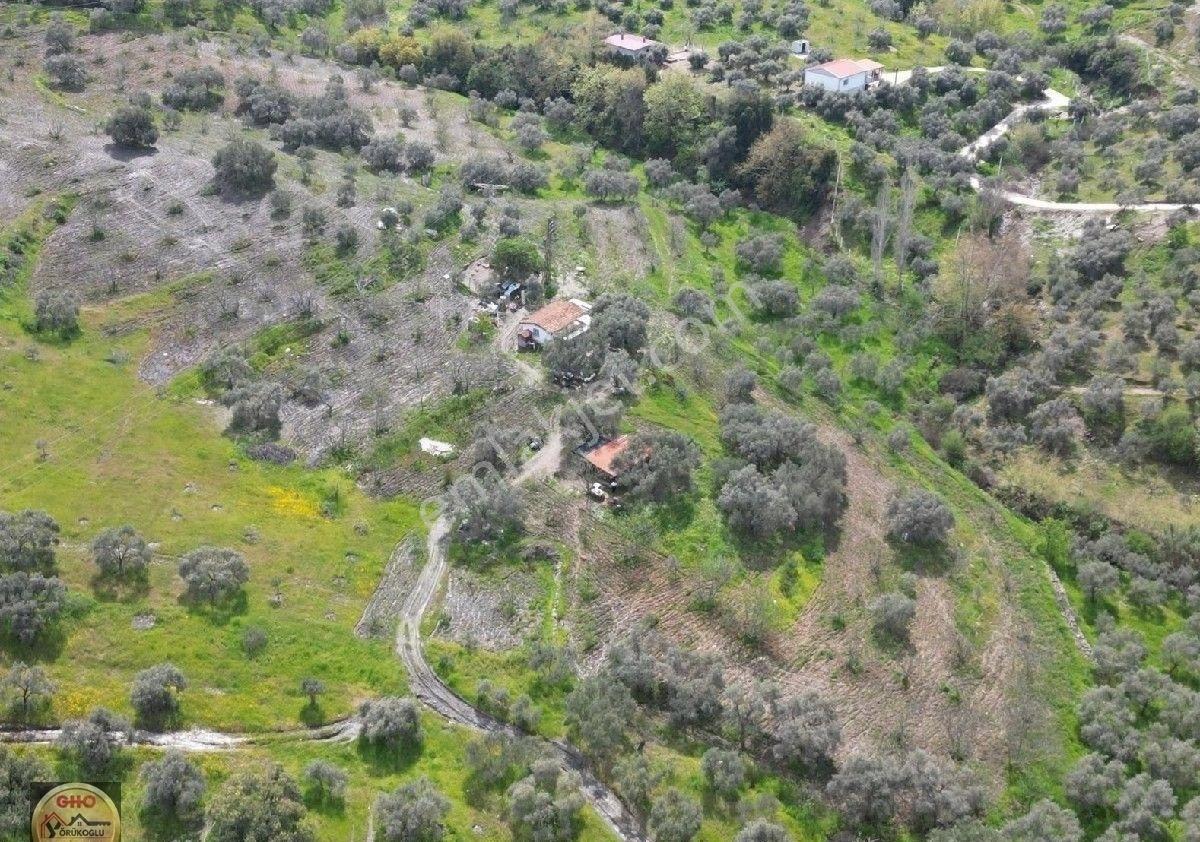 Selçuk Acarlar Kınalı Köprüde Satılık Verimli İncir Bahçesi