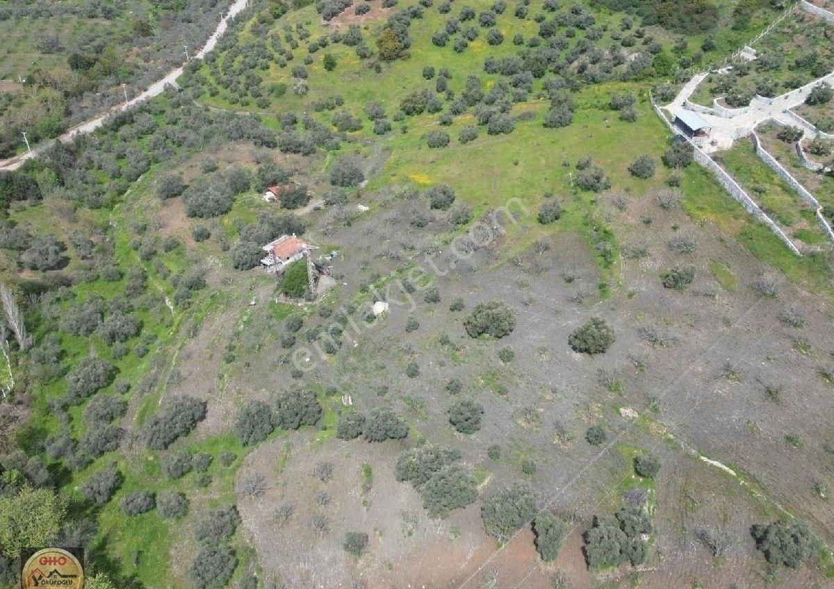 Selçuk Acarlar Kınalı Köprüde Satılık Verimli İncir Bahçesi - Görsel 16