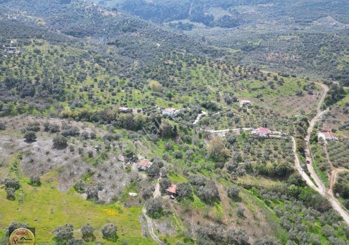Selçuk Acarlar Kınalı Köprüde Satılık Verimli İncir Bahçesi - Görsel 9