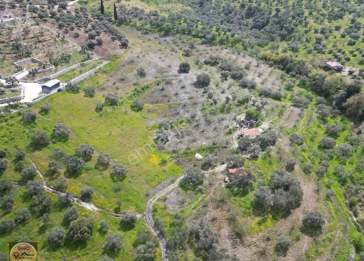 Selçuk Acarlar Kınalı Köprüde Satılık Verimli İncir Bahçesi - Görsel 2