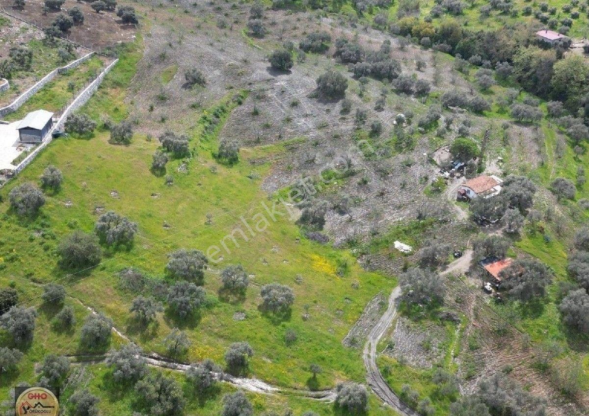 Selçuk Acarlar Kınalı Köprüde Satılık Verimli İncir Bahçesi - Görsel 12