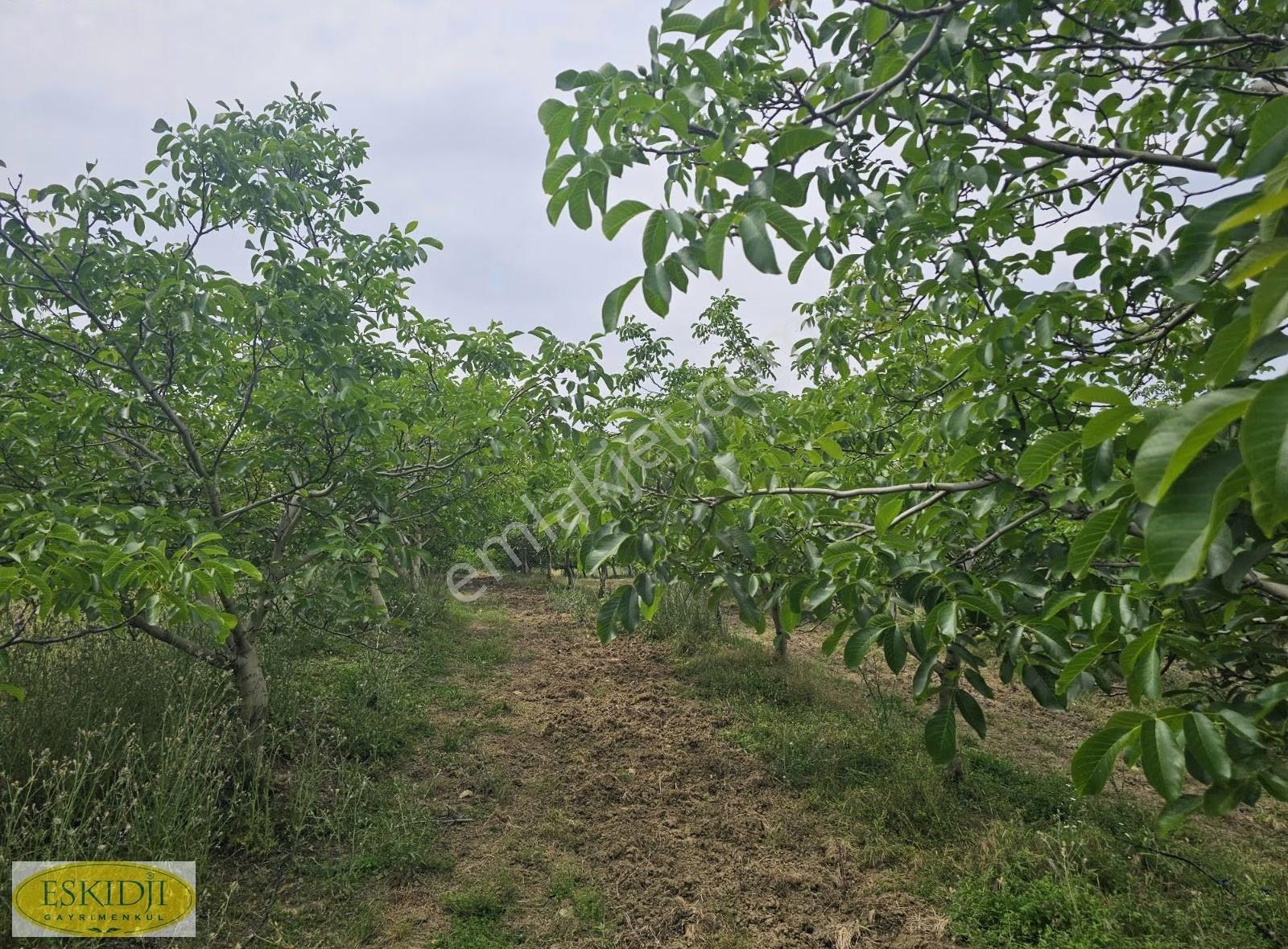 Çanakkale Lapseki İlyasköy Satılık 72.917 M² Verimli Tarla - Görsel 9