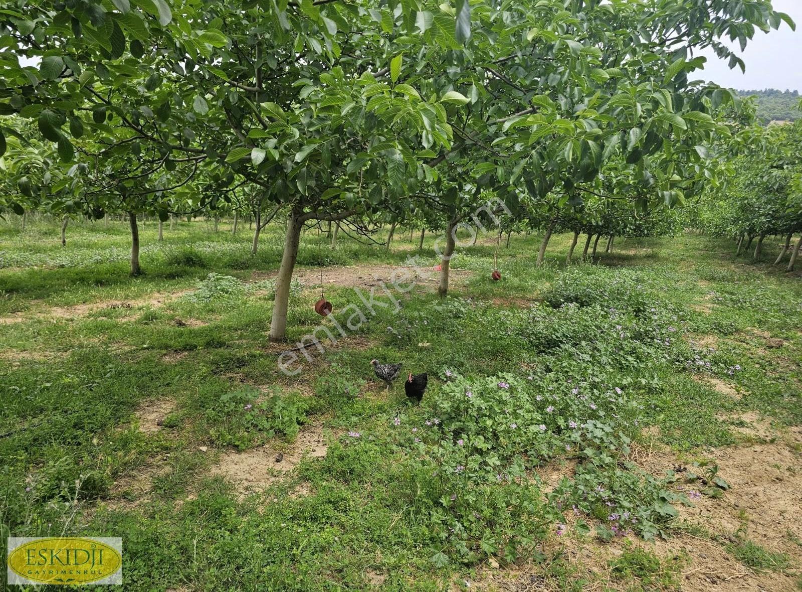 Çanakkale Lapseki İlyasköy Satılık 72.917 M² Verimli Tarla - Görsel 13