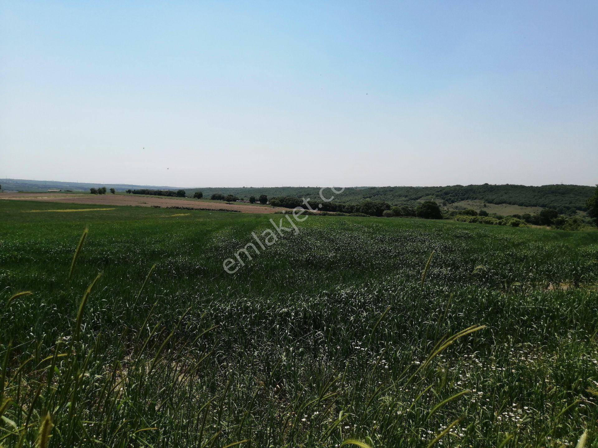 Ege Gayrimenkul İstanbul Silivri Buyukcavusluda 9500 M2 Tarla - Görsel 9