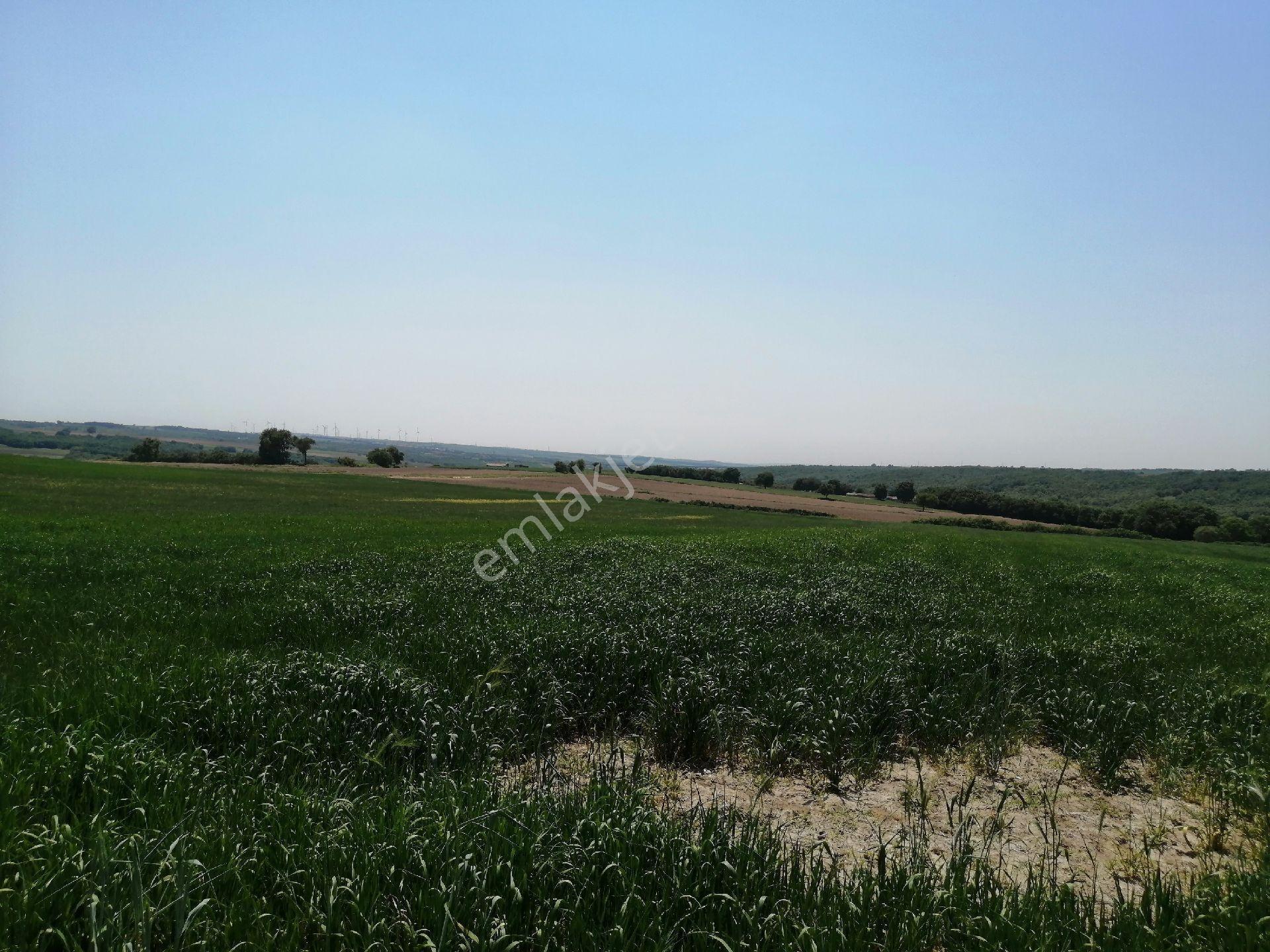 Ege Gayrimenkul İstanbul Silivri Buyukcavusluda 9500 M2 Tarla - Görsel 11
