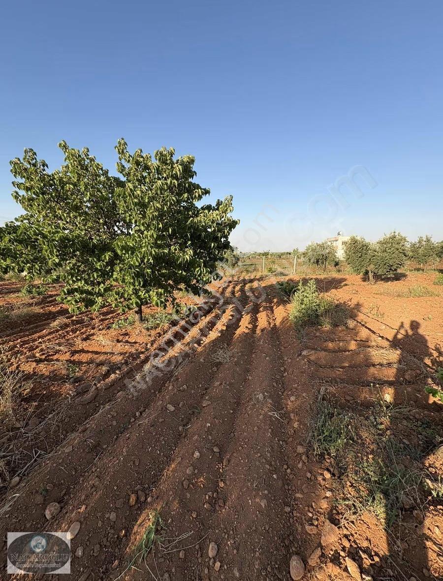 Ncr'den Salabıyanda 6.700m2 Bağ Evlik,evladiyelik Muhteşem Mülk - Görsel 16