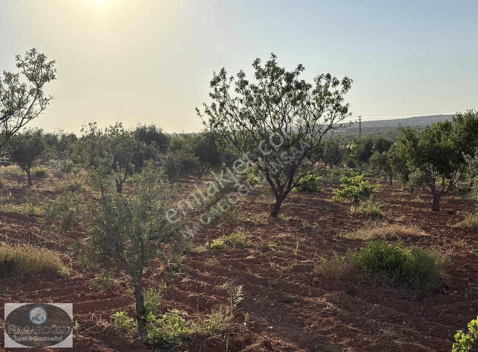 Ncr'den Salabıyanda 6.700m2 Bağ Evlik,evladiyelik Muhteşem Mülk - Görsel 17