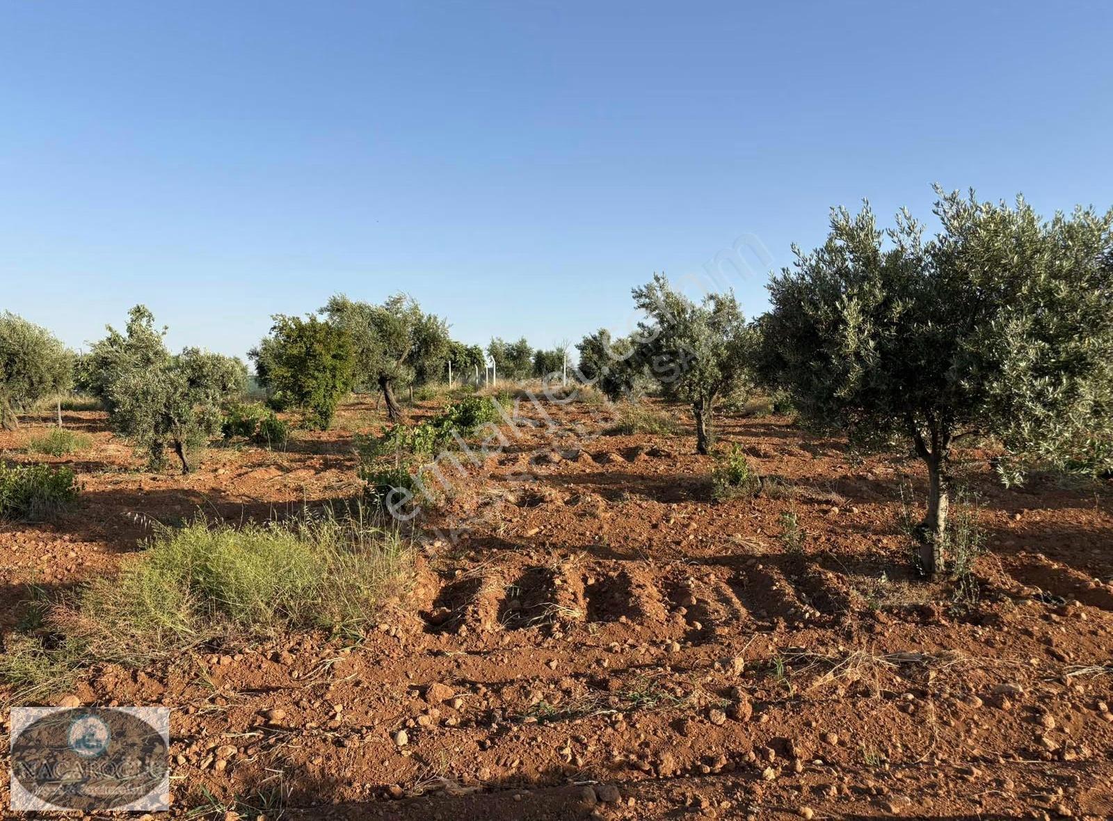 Ncr'den Salabıyanda 6.700m2 Bağ Evlik,evladiyelik Muhteşem Mülk - Görsel 12