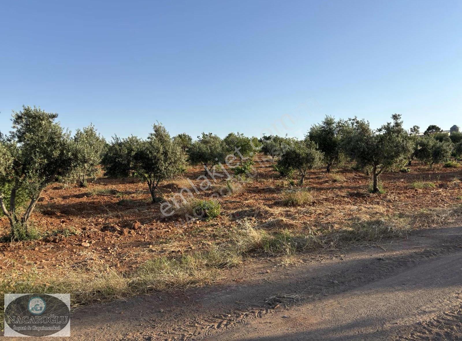 Ncr'den Salabıyanda 6.700m2 Bağ Evlik,evladiyelik Muhteşem Mülk - Görsel 3