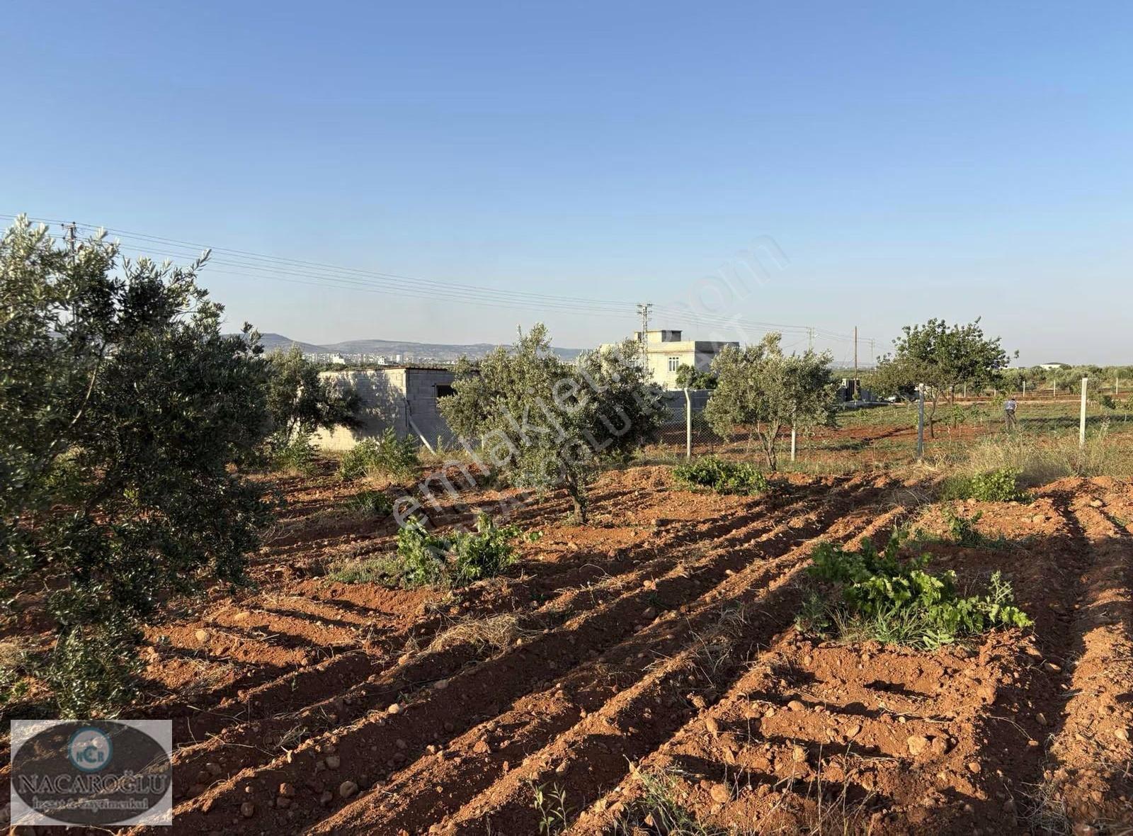Ncr'den Salabıyanda 6.700m2 Bağ Evlik,evladiyelik Muhteşem Mülk - Görsel 8