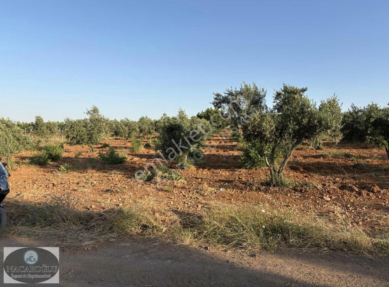Ncr'den Salabıyanda 6.700m2 Bağ Evlik,evladiyelik Muhteşem Mülk - Görsel 4