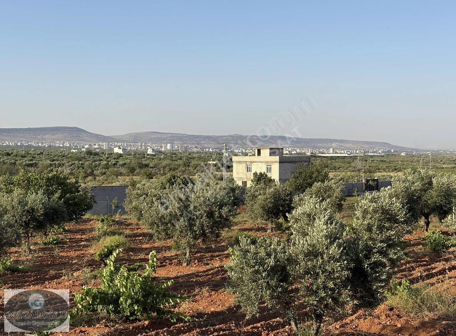 Ncr'den Salabıyanda 6.700m2 Bağ Evlik,evladiyelik Muhteşem Mülk - Görsel 21