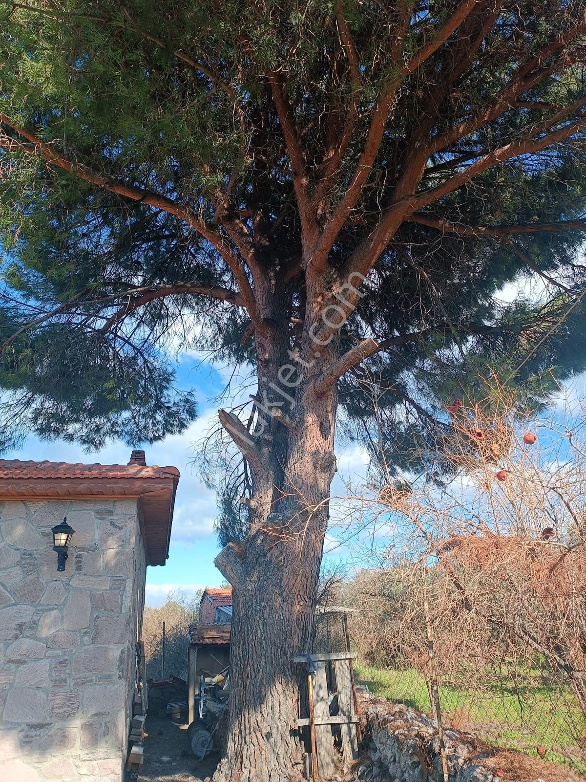 İzmir Dikili Bademlide Kiralık Müstakil Bahçeli Taş Ev - Görsel 13