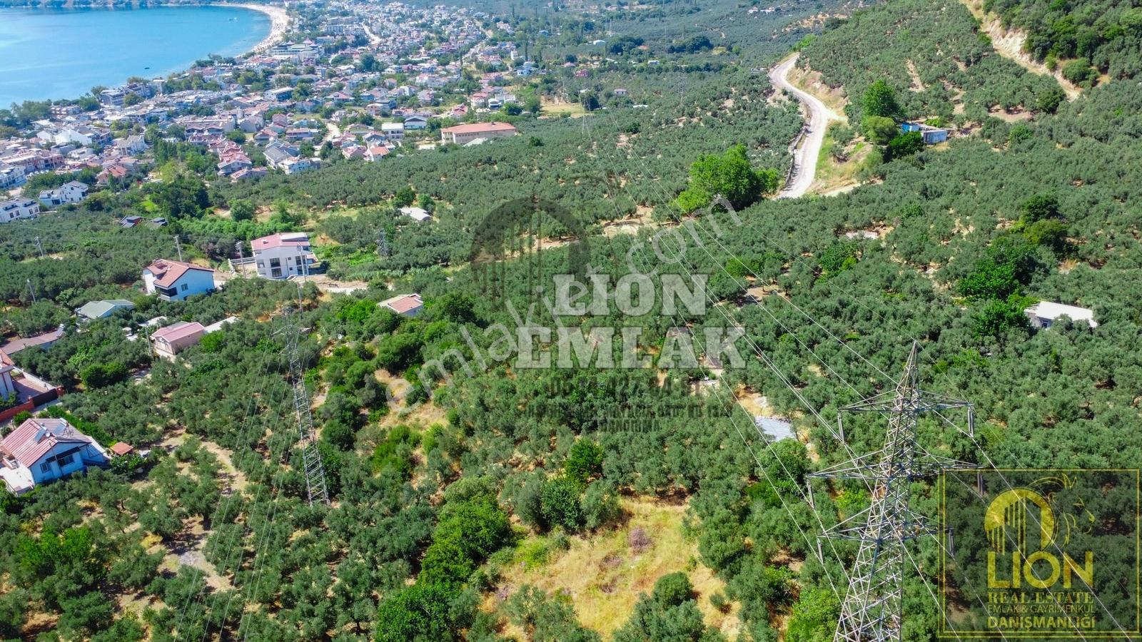 Lıon Emlak'tan Ocaklarda Deniz Manzaralı Satılık Zeytinlik - Görsel 4