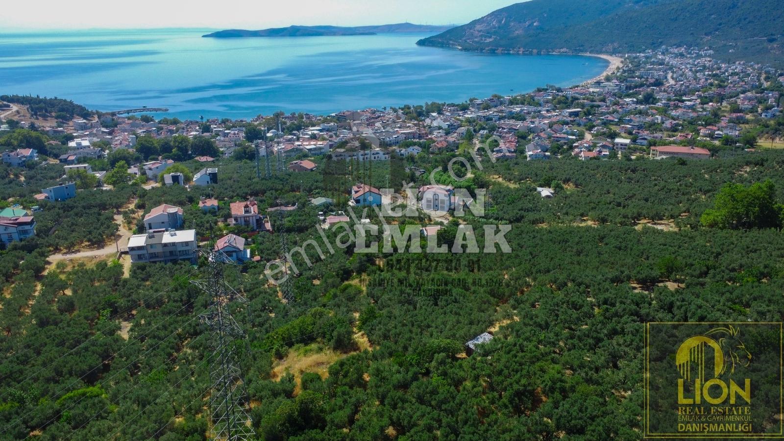 Lıon Emlak'tan Ocaklarda Deniz Manzaralı Satılık Zeytinlik - Görsel 21