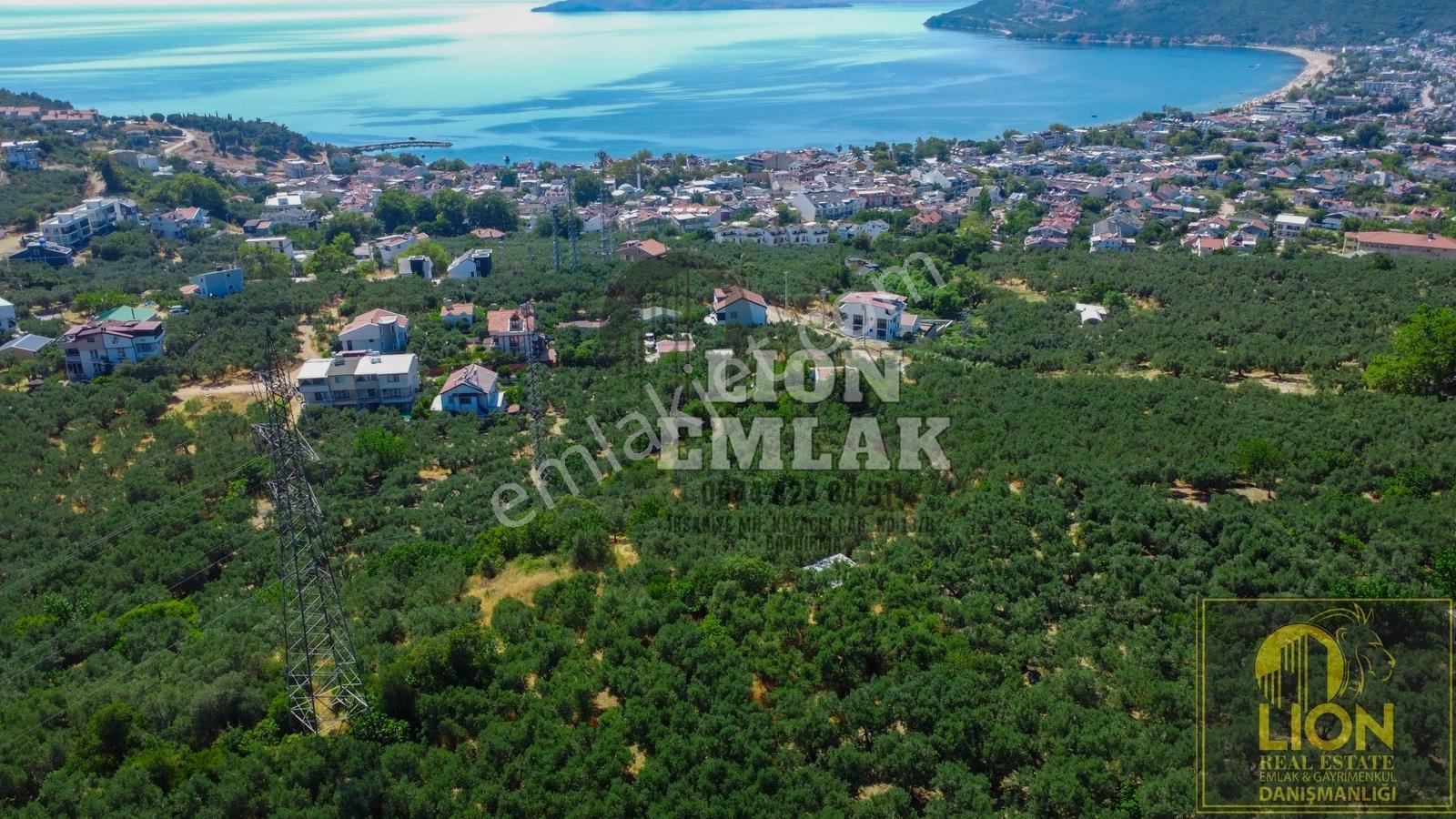 Lıon Emlak'tan Ocaklarda Deniz Manzaralı Satılık Zeytinlik - Görsel 7