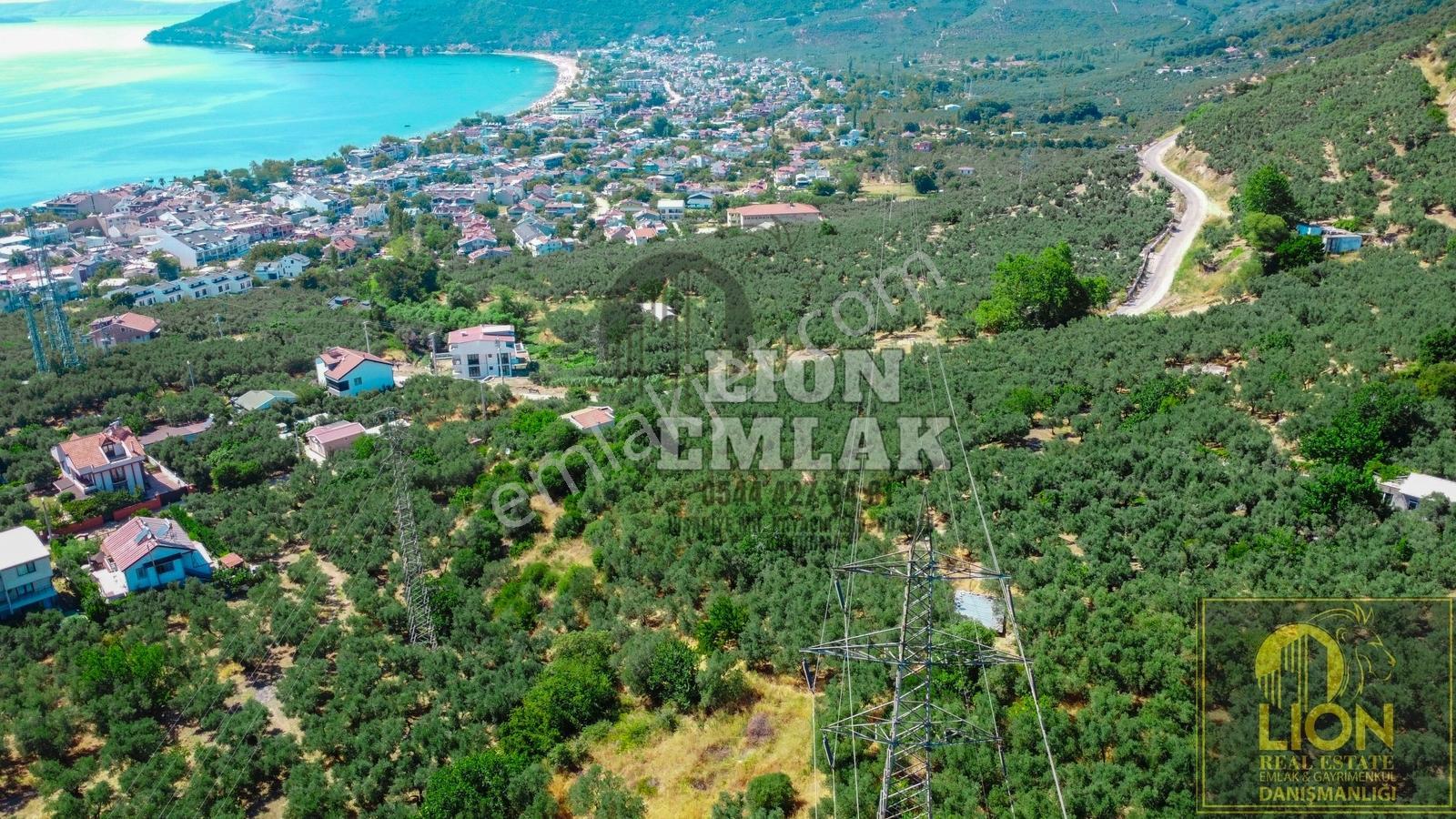Lıon Emlak'tan Ocaklarda Deniz Manzaralı Satılık Zeytinlik - Görsel 5