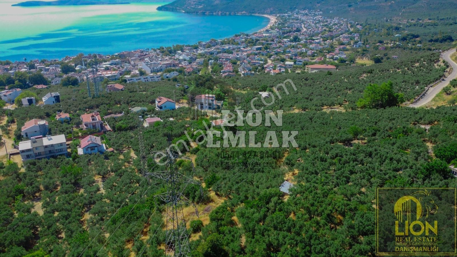 Lıon Emlak'tan Ocaklarda Deniz Manzaralı Satılık Zeytinlik - Görsel 6