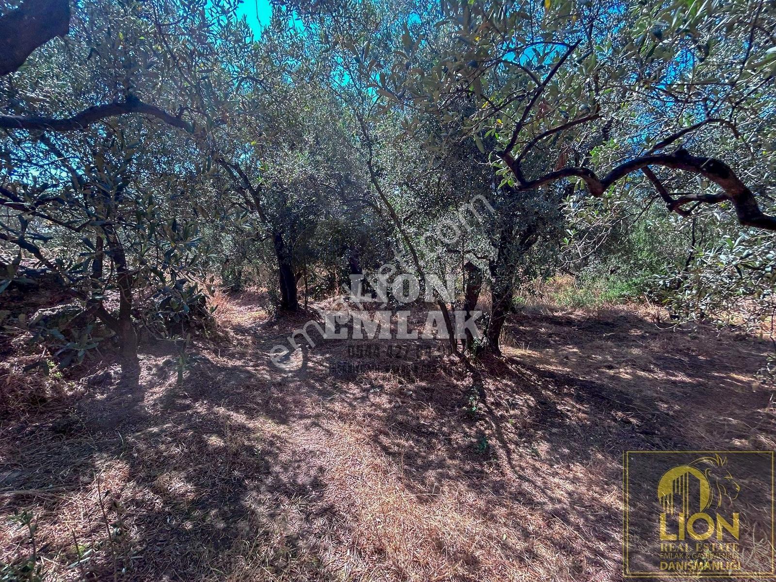 Lıon Emlak'tan Ocaklarda Deniz Manzaralı Satılık Zeytinlik - Görsel 24