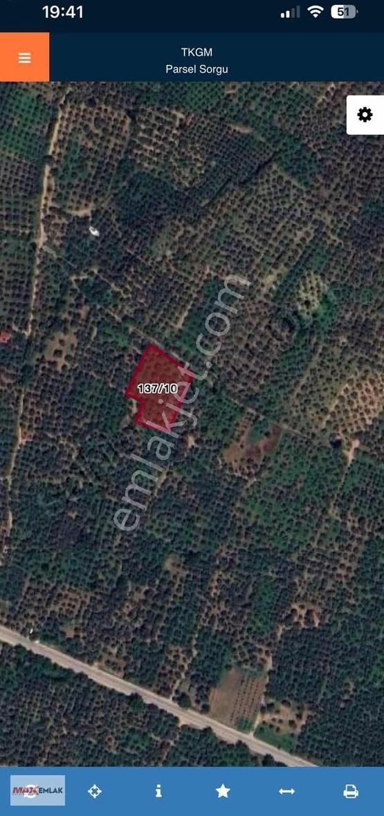 Bursa Orhangazi Çakırlı Mh. Satılık 2800m2 Zeytinlik - Görsel 2